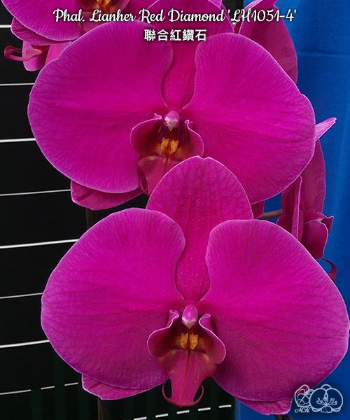 美琪園藝Miki Orchid - 品種詳細頁